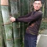 Dendrocalamus giganteus Bark