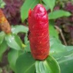 Costus spiralis Blüte