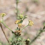 Nidorella resedifolia Flower