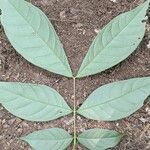 Julbernardia seretii Hoja