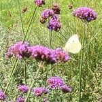 Verbena bonariensis花