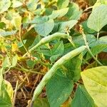 Vigna unguiculata Плод