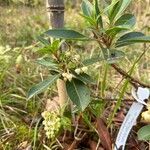 Arbutus × andrachnoides Foglia