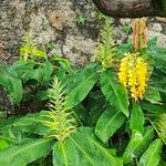 Hedychium gardnerianum ফুল