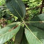 Rhododendron sinogrande Blad