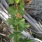 Ribes inerme Blad