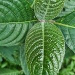 Trichanthera gigantea Leaf