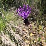 Muscari comosumFlower