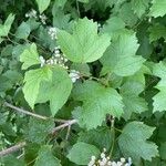 Viburnum sargentii Leaf