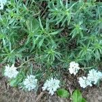 Iberis gibraltarica Yeri