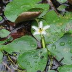 Nymphoides indica Květ