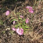 Palafoxia hookeriana Blüte