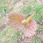 Reynoutria japonica Лист