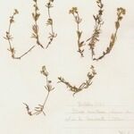 Galium pseudohelveticum 形態
