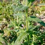 Teucrium scordium Blomma