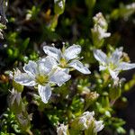 Minuartia rupestris Flower