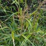 Scleria gaertneri Leaf
