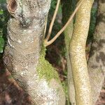 Azara integrifolia Bark