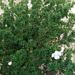 Prostanthera cuneata Yaprak