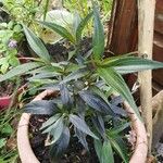 Strobilanthes anisophylla Leaf