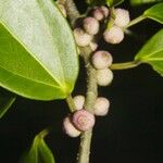 Ficus colubrinae Fruit
