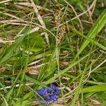 Carex panicea Fruitua