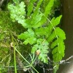 Dryopteris cristata List