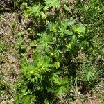 Trollius europaeusLeaf