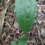 Calanthe madagascariensis Hábito