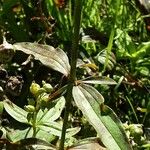 Galium rubioides Ліст