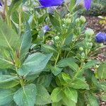 Campanula carpatica Foglia