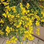 Genista lydia Habitatea