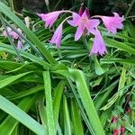 Crinum × powellii ফুল