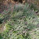 Teucrium marum Habit