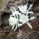 Pancratium maritimum Flower