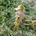 Astragalus miguelensis ফুল