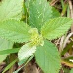 Waltheria communis Leaf