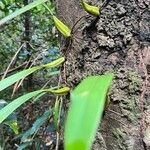 Bulbophyllum longiflorum ഇല