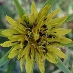 Tragopogon dubius Blüte