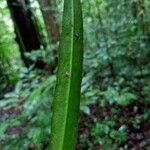 Daphnopsis granitica Leaf