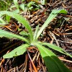 Hieracium albiflorum Frucht