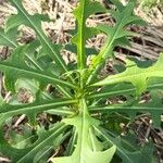 Lactuca indica Hoja