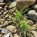 Cyperus subsquarrosus 整株植物