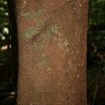 Protium aracouchini Кора