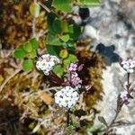 Iberis procumbens 花