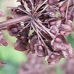 Rumex conglomeratus Frucht