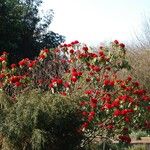 Rhododendron barbatum Hábito