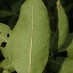 Zanthoxylum schreberi Leaf