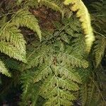 Davallia fejeensis Blatt