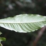Quiina guianensis Liść